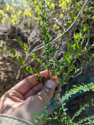 Ixchelia mexicana (Ixchelia mexicana)