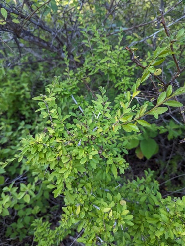 Ixchelia mexicana (Ixchelia mexicana)