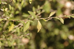 Ixchelia mexicana (Ixchelia mexicana)