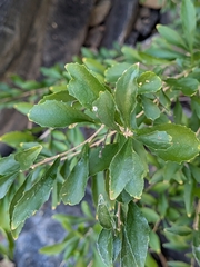 Ixchelia mexicana (Ixchelia mexicana)