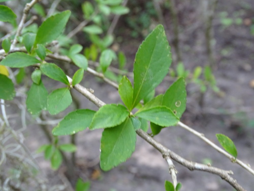 Ixchelia mexicana (Ixchelia mexicana)