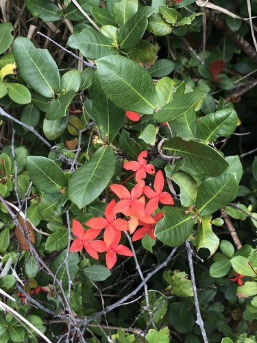 Scarlet jungleflame