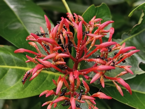Scarlet jungleflame (Ixora coccinea)