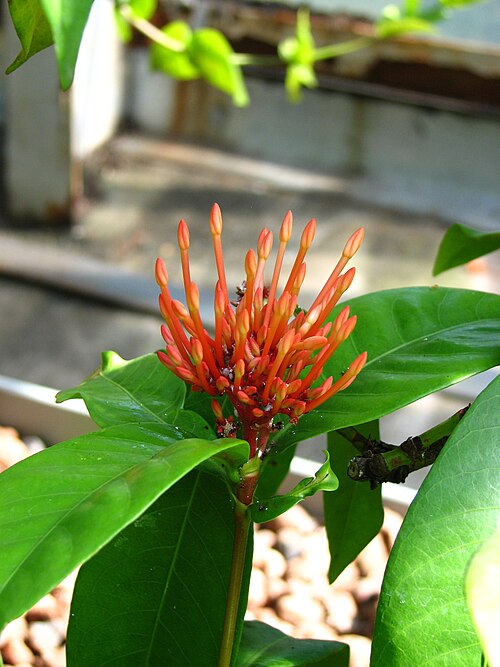 Scarlet jungleflame: Greenhouses of the Botanical garden ( Saint Petersburg ).