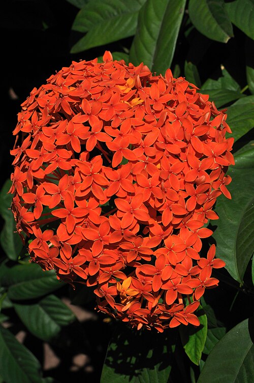 Scarlet jungleflame: Flowers of Kolkata.