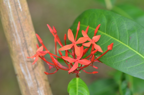 Scarlet jungleflame (Ixora coccinea)