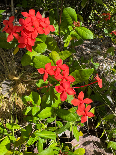 Scarlet jungleflame (Ixora coccinea)