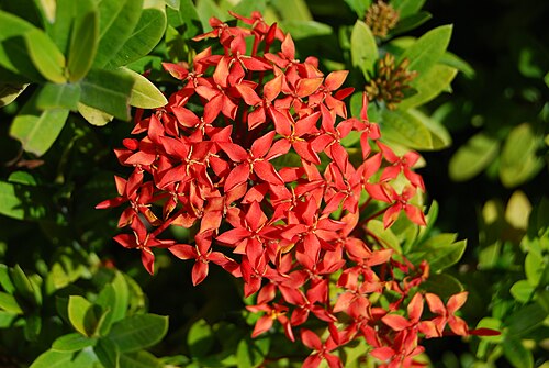 Scarlet jungleflame: A specimen of Ixora coccinea , also known as the Jungle Flame, shot in Miami , Florida