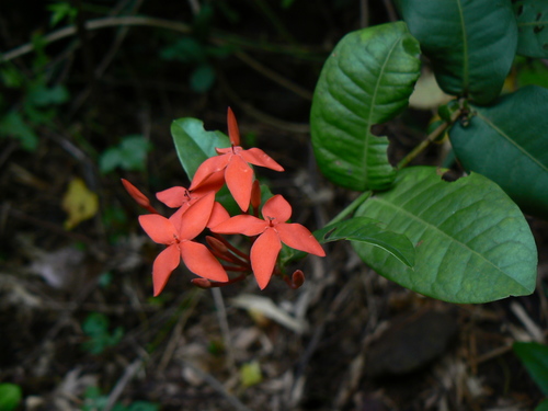 Scarlet jungleflame (Ixora coccinea)