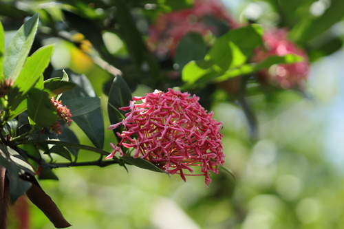 Scarlet jungleflame (Ixora coccinea)