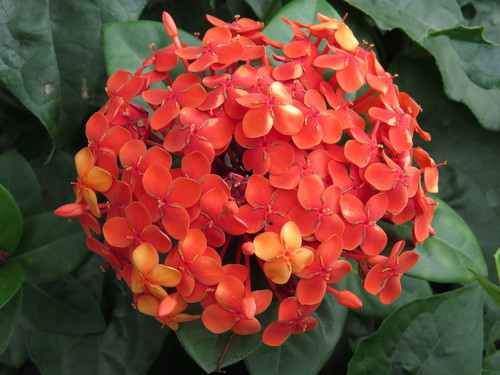 Scarlet jungleflame (Ixora coccinea)