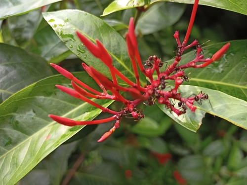 Scarlet jungleflame (Ixora coccinea)