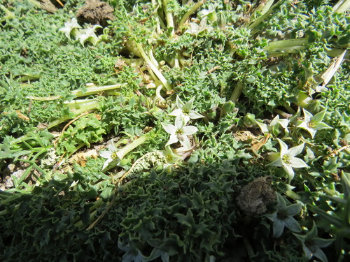 Jaborosa caulescens (Jaborosa caulescens)