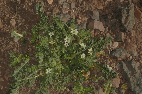 Jaborosa caulescens (Jaborosa caulescens)