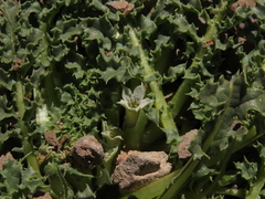 Jaborosa caulescens (Jaborosa caulescens)