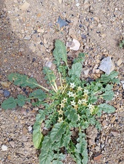 Jaborosa caulescens (Jaborosa caulescens)