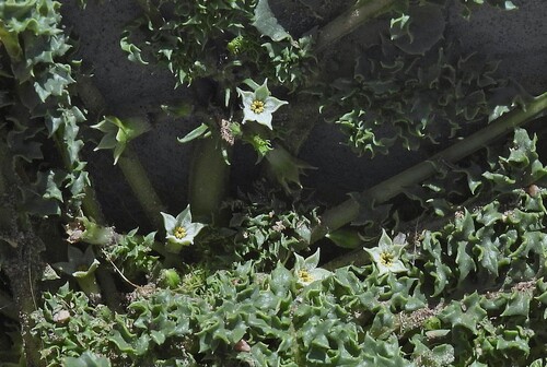 Jaborosa caulescens (Jaborosa caulescens)