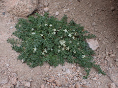 Jaborosa caulescens (Jaborosa caulescens)