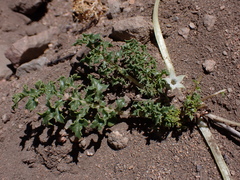 Jaborosa caulescens (Jaborosa caulescens)