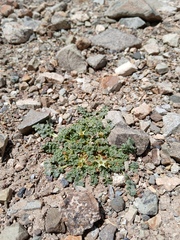 Jaborosa caulescens (Jaborosa caulescens)