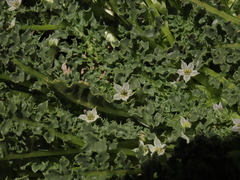 Jaborosa caulescens (Jaborosa caulescens)