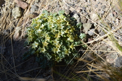 Jaborosa caulescens (Jaborosa caulescens)