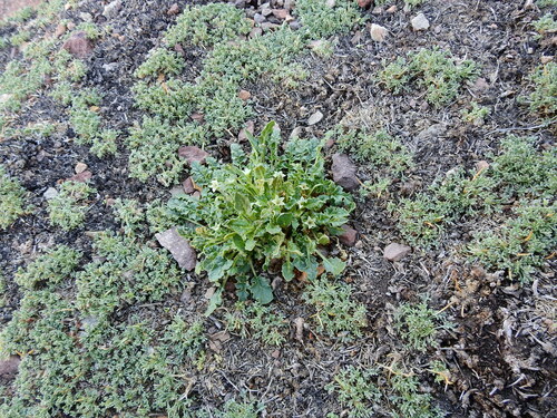 Jaborosa caulescens (Jaborosa caulescens)
