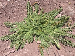 Jaborosa caulescens (Jaborosa caulescens)