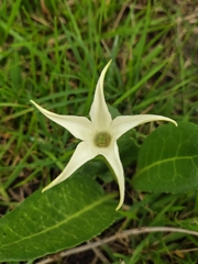 Springblossom (Jaborosa integrifolia)