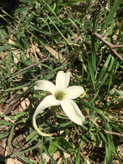 Springblossom (Jaborosa integrifolia)