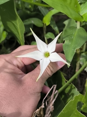 Springblossom (Jaborosa integrifolia)