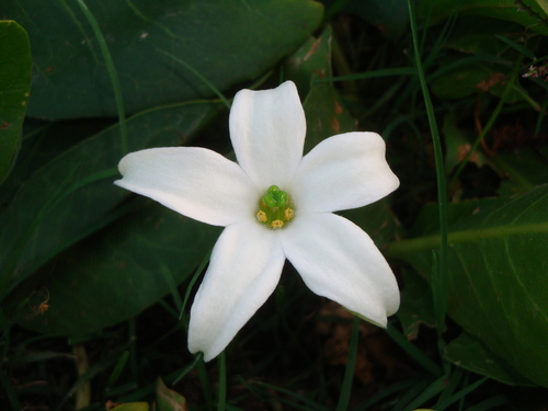 Springblossom (Jaborosa integrifolia)