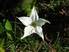Springblossom (Jaborosa integrifolia)
