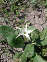 Springblossom (Jaborosa integrifolia)