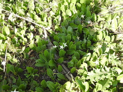 Springblossom (Jaborosa integrifolia)