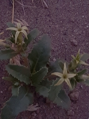 Jaborosa kurtzii (Jaborosa kurtzii)