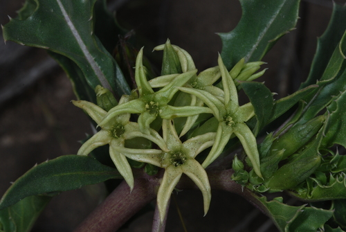 Jaborosa kurtzii (Jaborosa kurtzii)