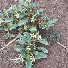 Jaborosa kurtzii (Jaborosa kurtzii)