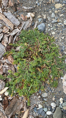 Jaborosa magellanica (Jaborosa magellanica)