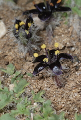 Jaborosa magellanica (Jaborosa magellanica)