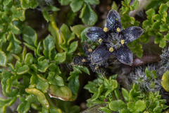 Jaborosa magellanica (Jaborosa magellanica)