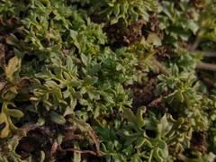 Jaborosa magellanica (Jaborosa magellanica)