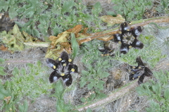 Jaborosa magellanica (Jaborosa magellanica)