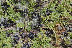 Jaborosa magellanica (Jaborosa magellanica)