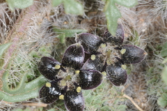 Jaborosa magellanica (Jaborosa magellanica)