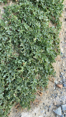 Jaborosa magellanica (Jaborosa magellanica)