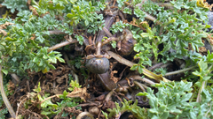 Jaborosa magellanica (Jaborosa magellanica)