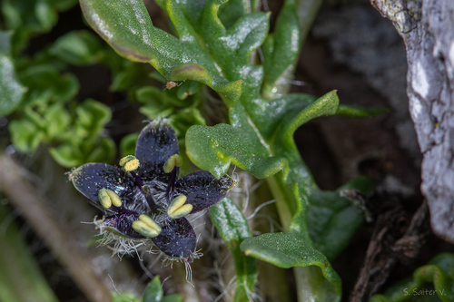 Jaborosa magellanica (Jaborosa magellanica)