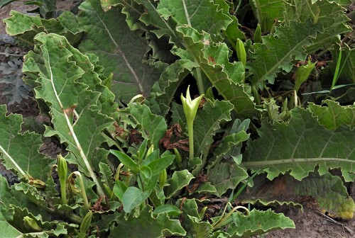 Jaborosa odonelliana (Jaborosa odonelliana)
