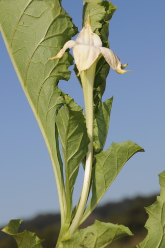 Jaborosa odonelliana (Jaborosa odonelliana)